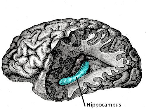 Brain_n Brain_n
