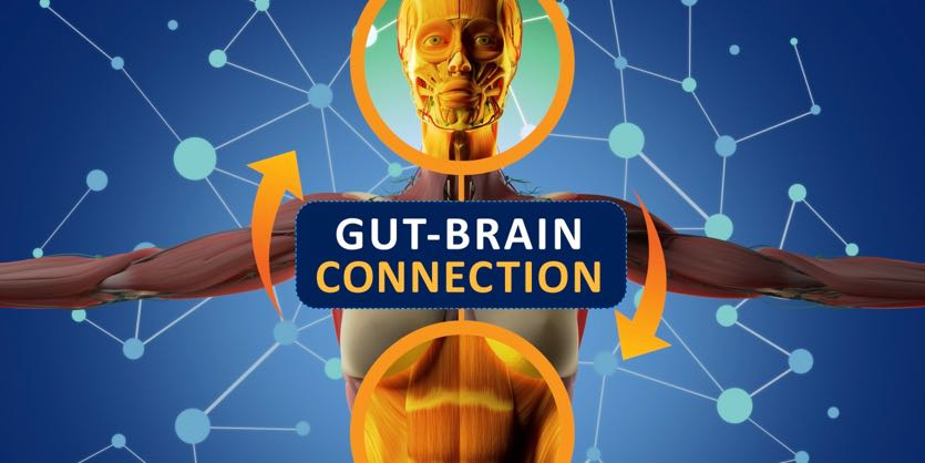 Gut-brain-connection-AdobeStock_154269361 Gut-brain-connection-AdobeStock_154269361