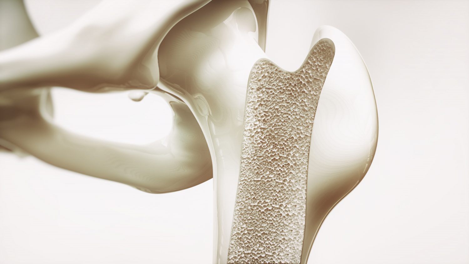 shoulder-bones-1500x844 shoulder-bones-1500x844