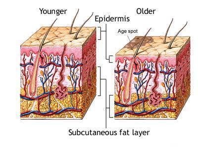 skin layers_n skin layers_n